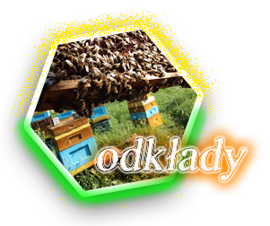 Odkłady pszczele