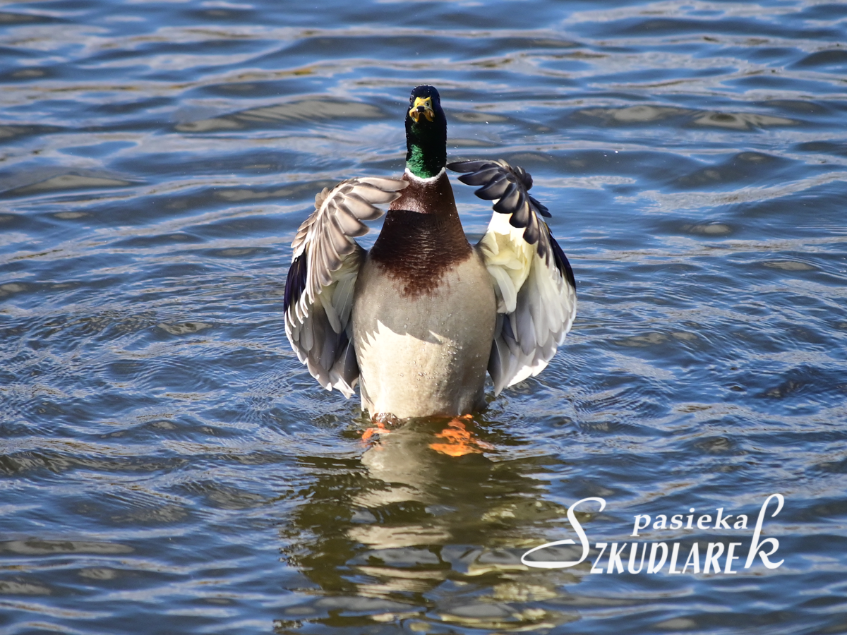 Kaczorek we wodzie z rozłożonymi skrzydłami
