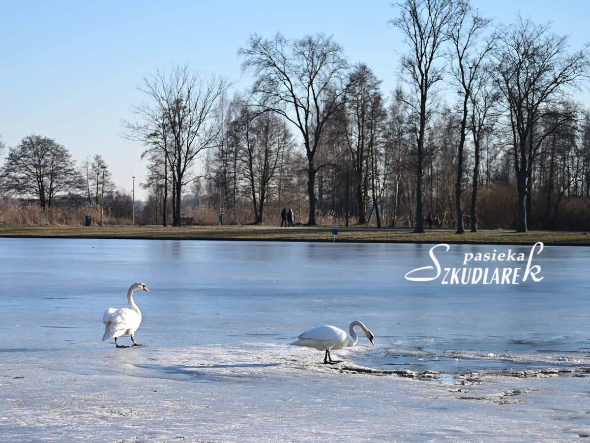 Łabędzie na tafli lodu w piękny słoneczny dzień 