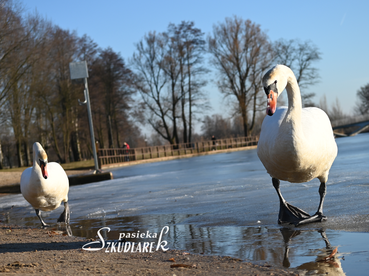 łabędzie na lodzie Lewityn Pabianice